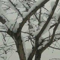 刘天鹏