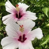 Nora Cecilia Jiménez Mass