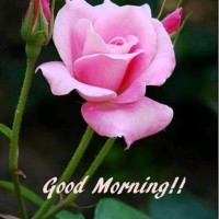 Hafeez Malik