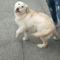 赵城未