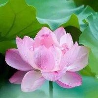 孙爱君