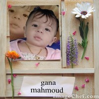 gana mahmoud