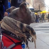 Michael Pietrantuono, CPP