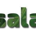 Ensalada media development