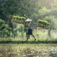 Sang Petani