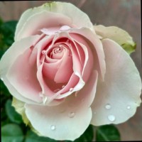 Siti Sa'adah Dwi Diana