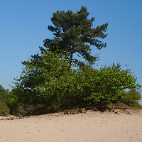 Jolanda Heijkoop