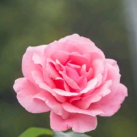 Griffith Coleen Papas