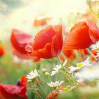 Zdeňka Hlaváčková