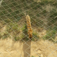 Md Kalim