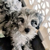 Abilene The Dog