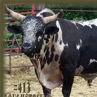 Troy Bull