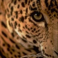 Jason Leopard