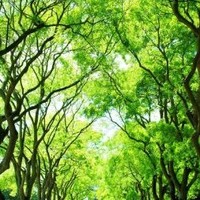 刘义琴