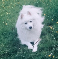 Holly X