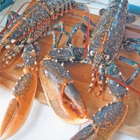 Thador La Maison du Homard