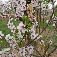 مهدی بمانی
