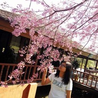Phyu Thwe