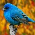 Blue Bird