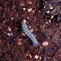 Alejandro Suleman Erut