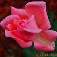 Joyce Hendricks