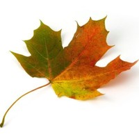 Leaf Capital Advisory