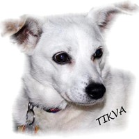 Tova Lyn