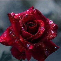 Rose Mcaphee