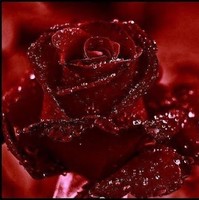 ملاك نور اليقين