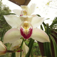 Francois Van Niekerk