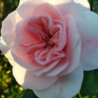 Roos Blom