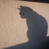赵亚辉