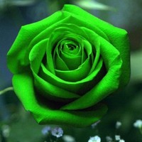 Haris Javed