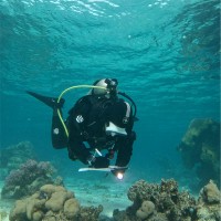 Faisal Al Talal