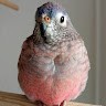 Birdi Bird