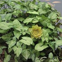 Thảo Dương Thị