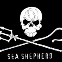 Chris Shepherd
