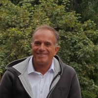 olivo bacco