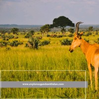 Explore Uganda With Dan