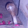 Devinder Kumar