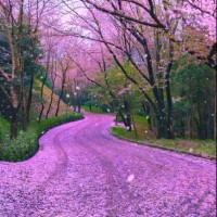 Ahmet Asım Özçelik