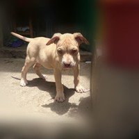 Salomon Simon Avelino