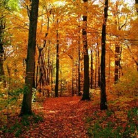 carlos jimenezambrizalfredo