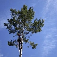 Jay Tree Service