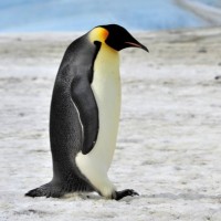 pengus pinguïnus
