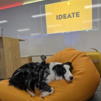 Fluffy B. Collie