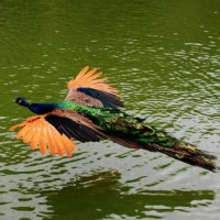 魏启华