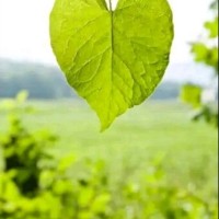 Mokashfi Ibrahim Malik