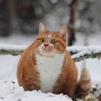 张金虎