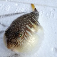 俞培椿